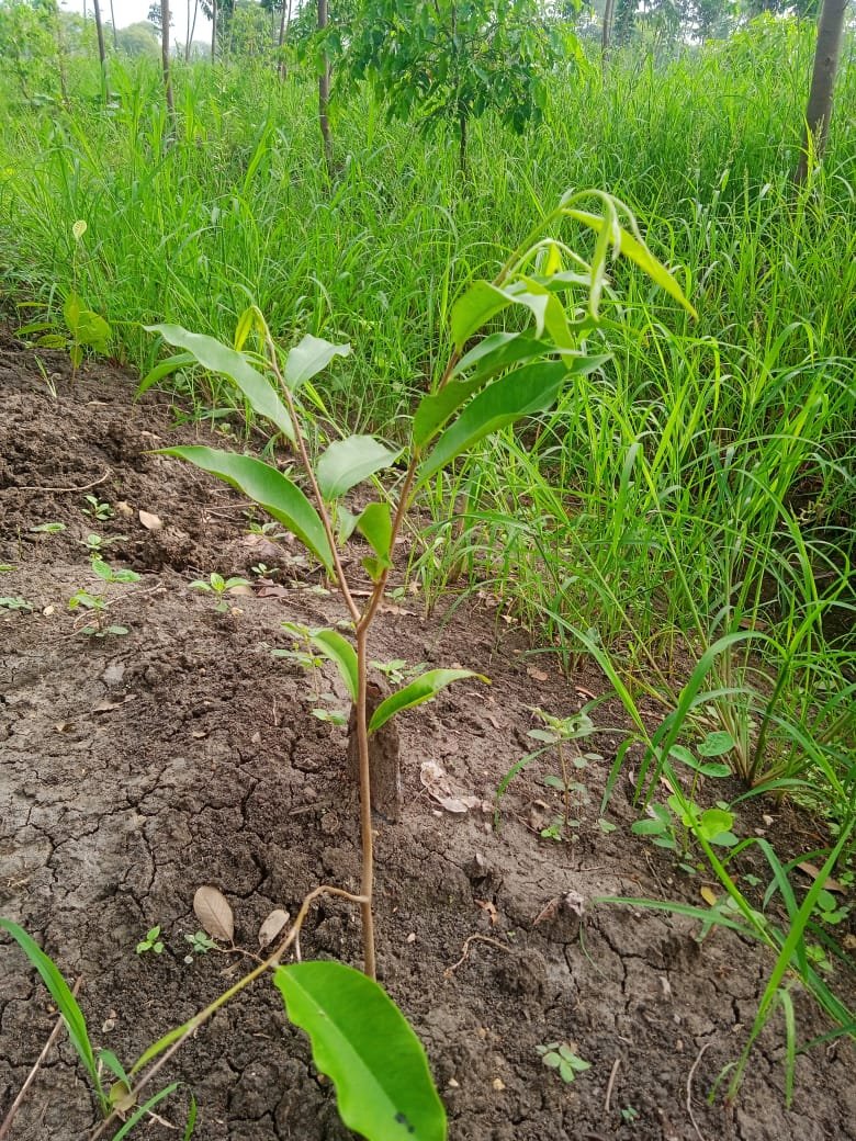 High-Density Sapling Nursery & Distribution Center