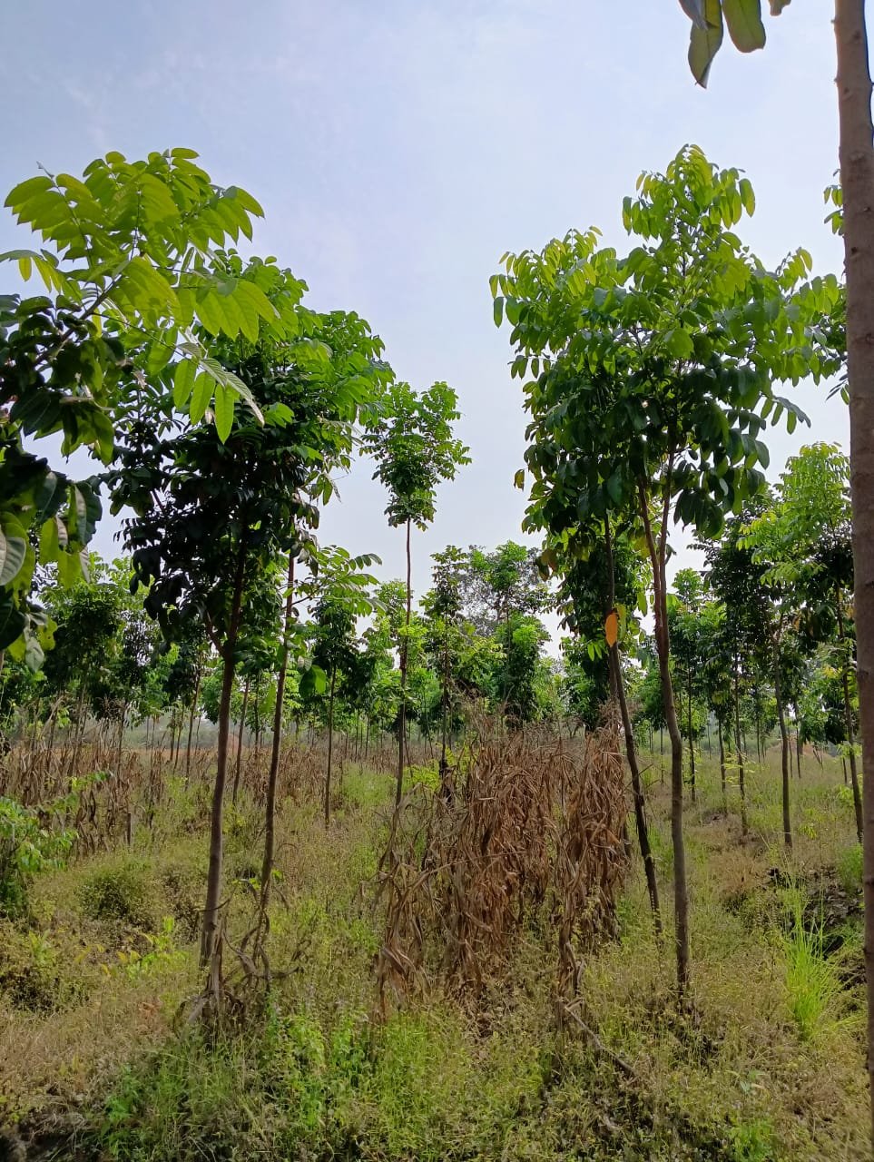 Integrated Agroforestry & Farmland Boundary Planting