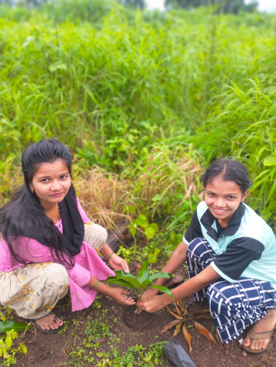 Monsoonal Sapling Rooting & Canopy Expansion
